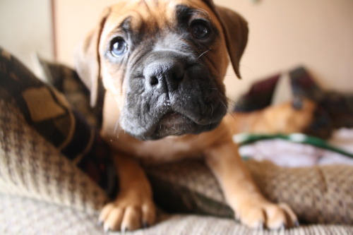 Cute Boxer Puppies Pictures