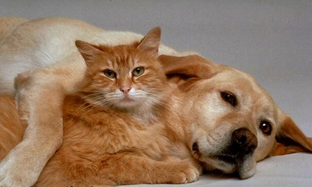 Cute Dogs And Cats Together