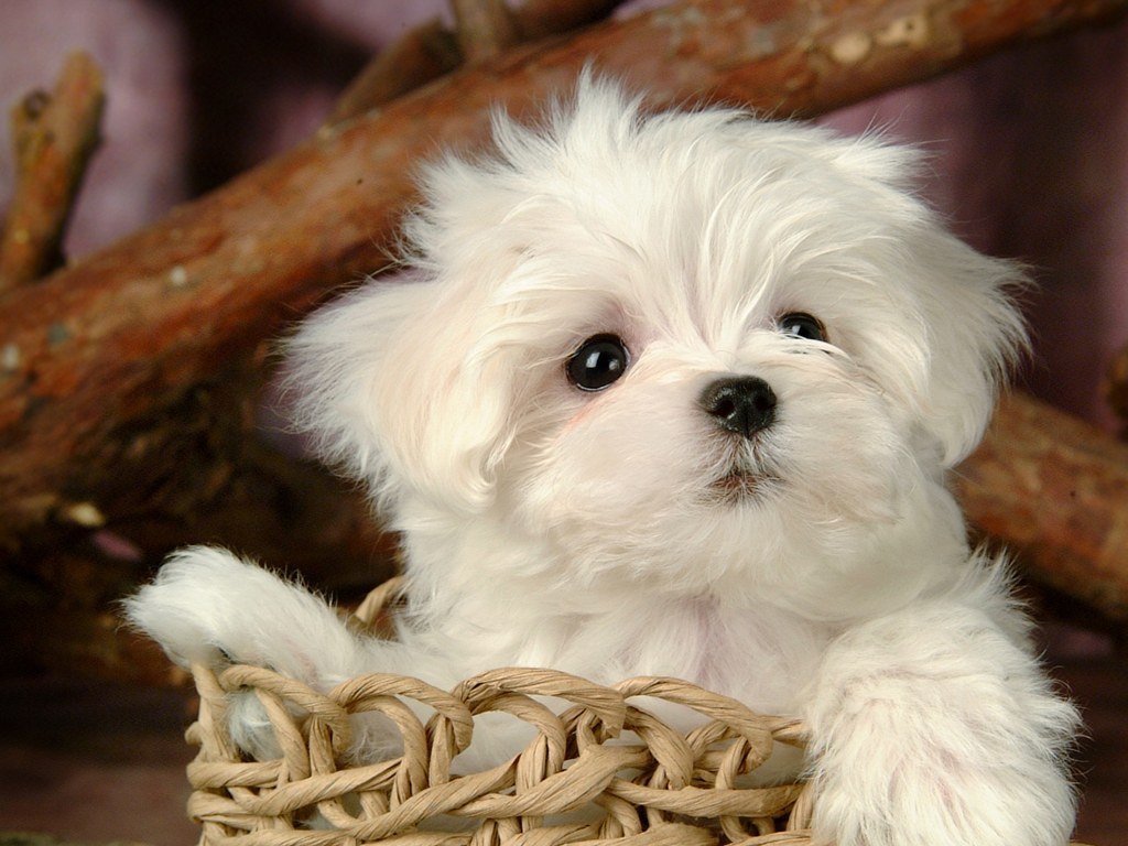 Cute Dogs And Puppies Wallpaper