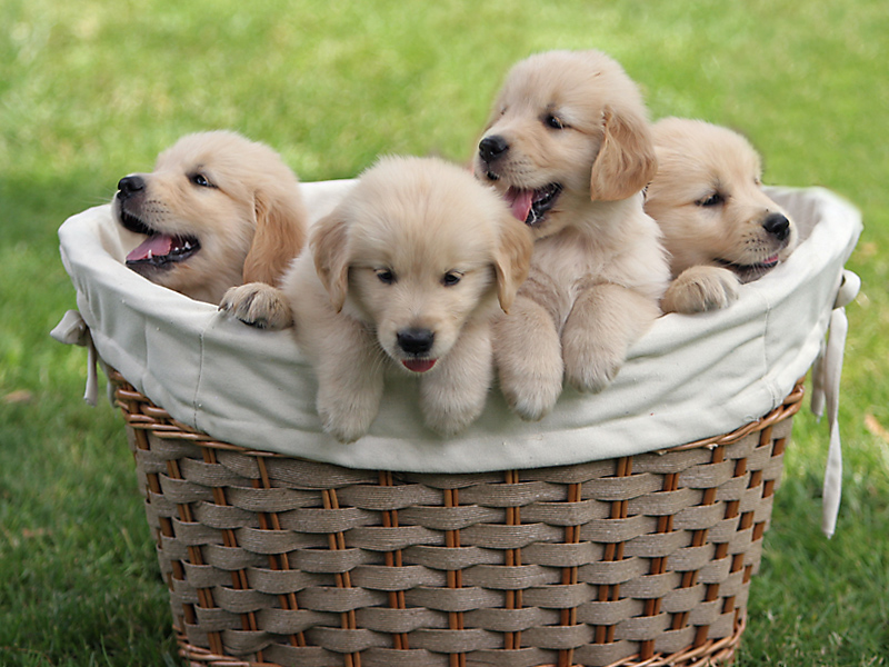 Cute Labrador Puppies Wallpaper