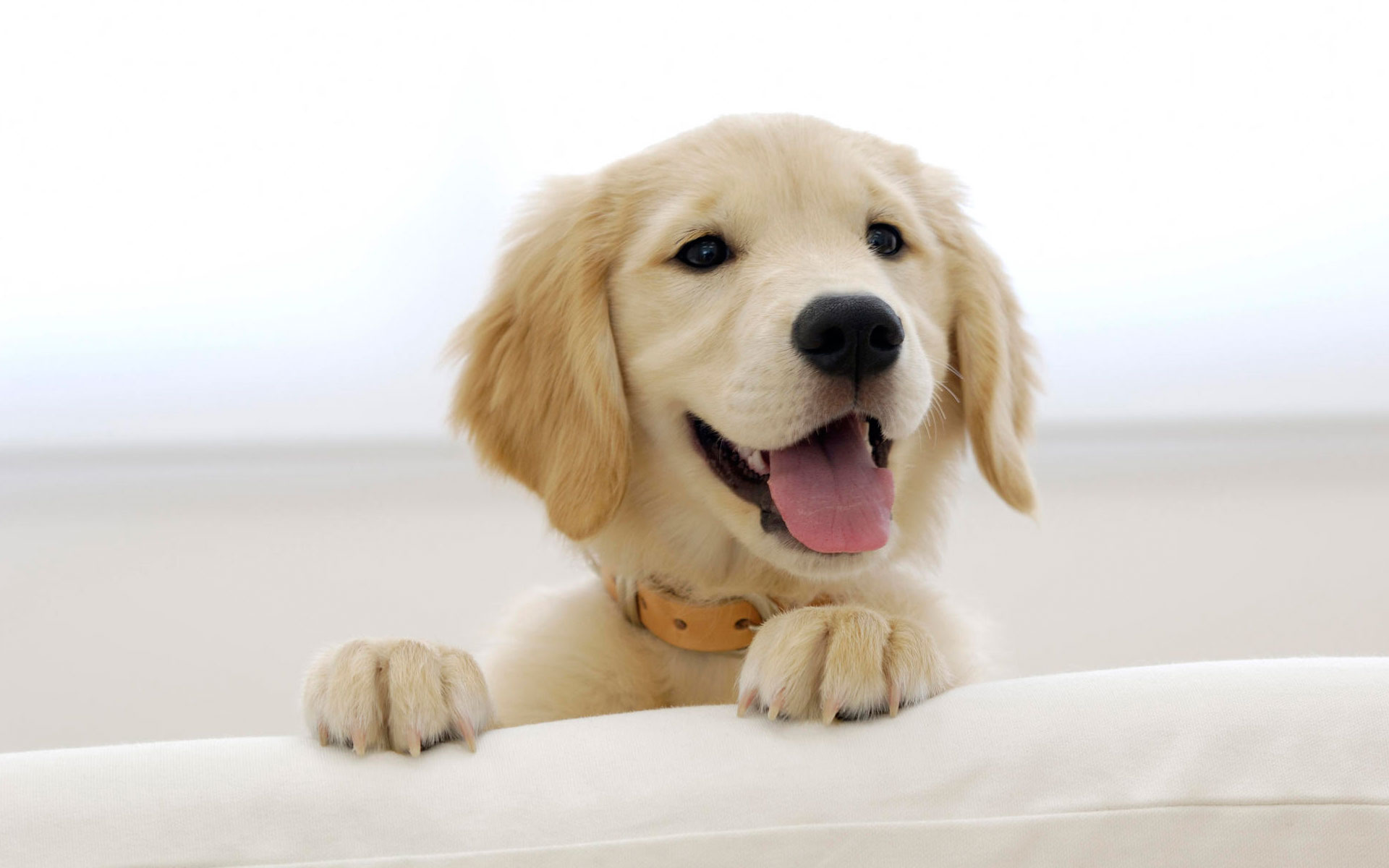 Cute Labrador Puppies Wallpaper