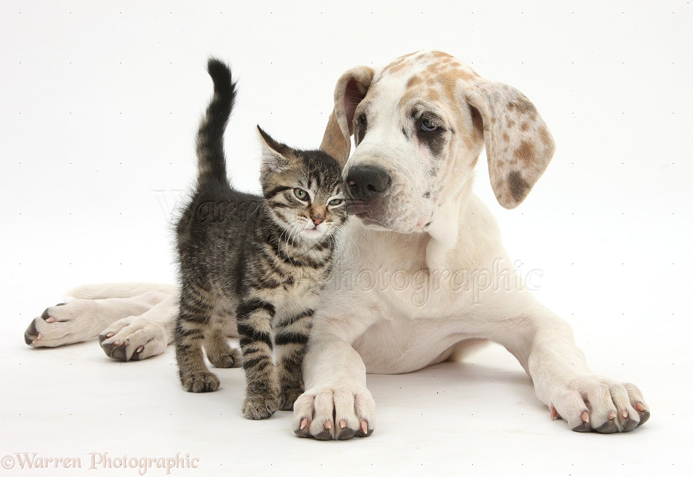 Cute Pictures Of Puppies And Kittens