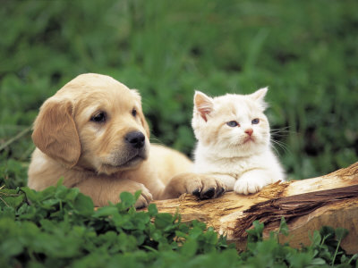 Cute Pictures Of Puppies And Kittens