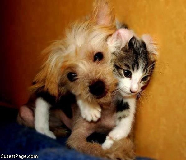 Cute Pictures Of Puppies And Kittens