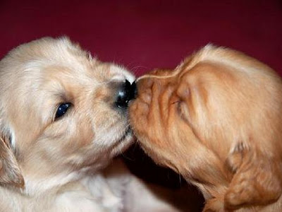 Cute Puppies Kissing