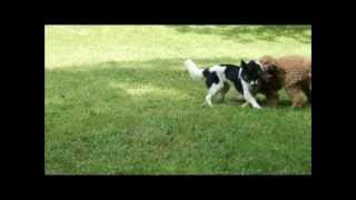 Cute Puppies Playing Together