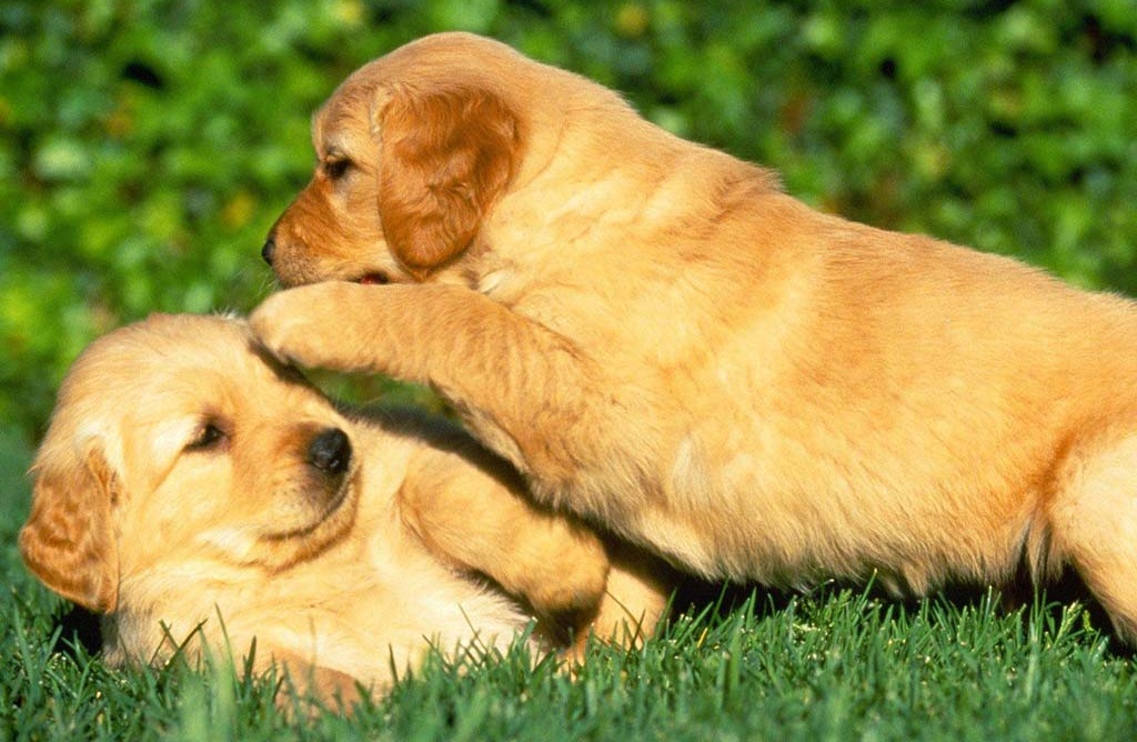 Cute Puppies Playing Together