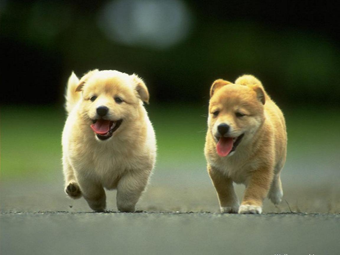 Cute Puppies Wallpapers For Computer
