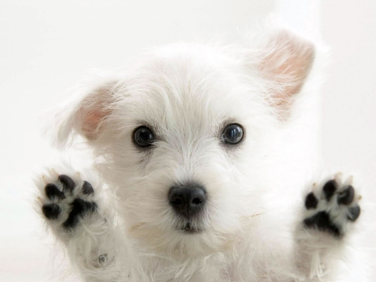 Cute Puppies Wallpapers For Computer