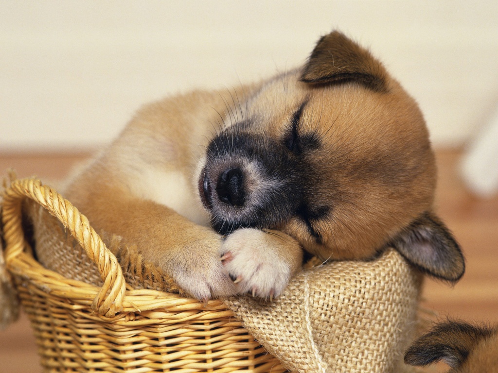 Cute Puppies Wallpapers For Desktop