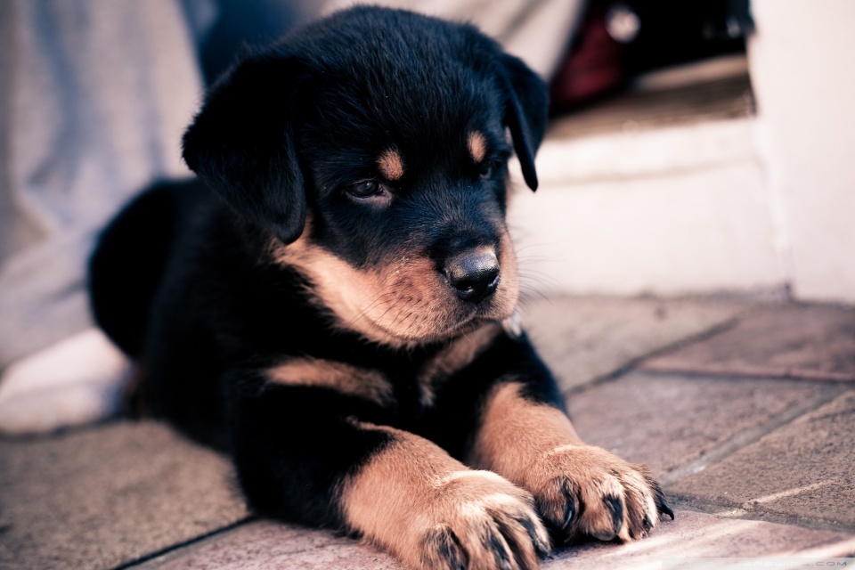 Cute Puppies Wallpapers For Mobile