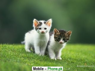 Cute Puppies Wallpapers For Mobile