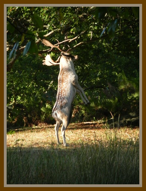 Deer Rearing