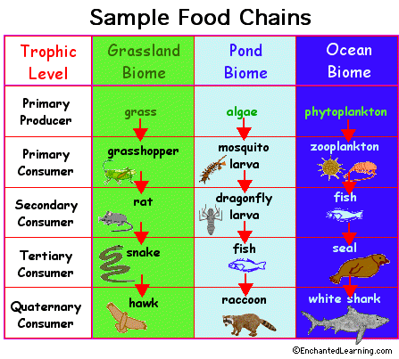 Desert Food Chains For Kids