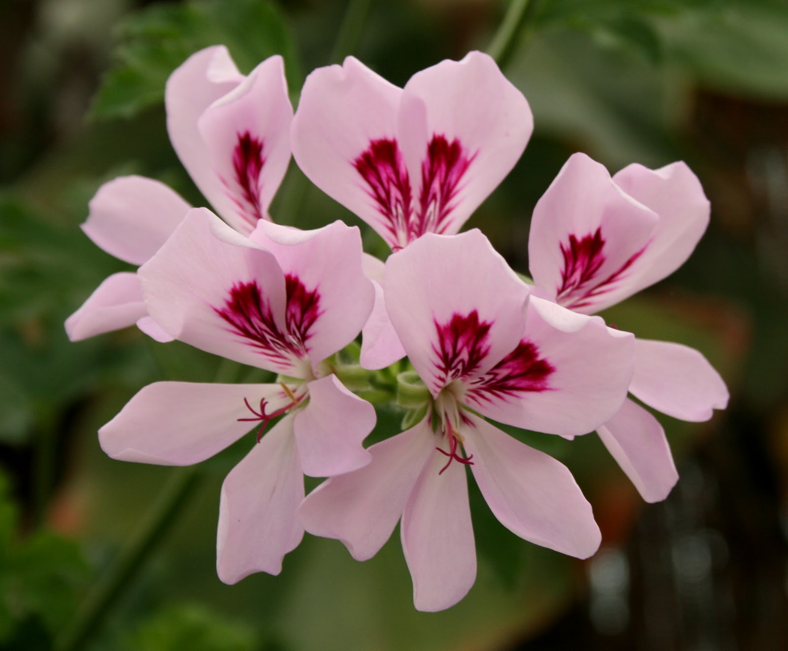 Diferentes Tipos De Flores