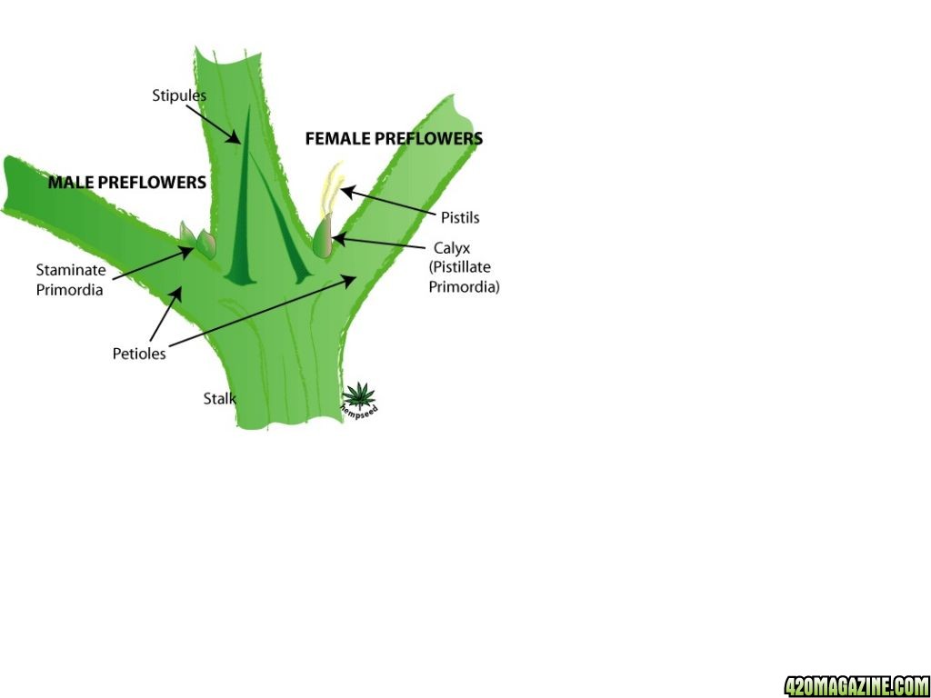 Difference Between Male And Female Cannabis Seeds