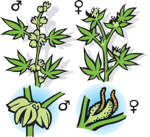 Difference Between Male And Female Cannabis Seeds