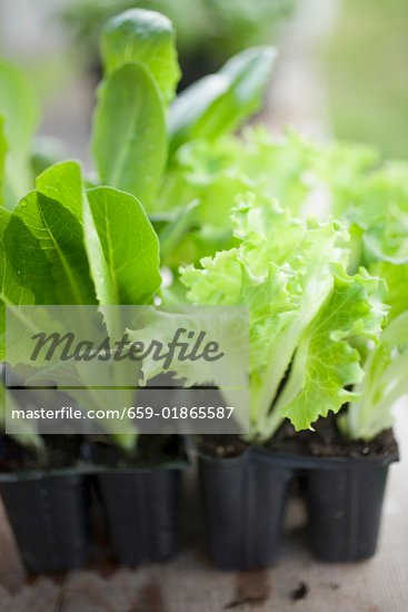 Different Lettuce Types Pictures