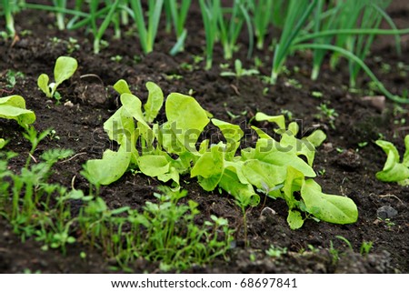 Different Lettuce Types Pictures