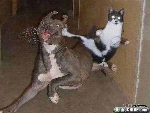 Dogs And Cats Fighting