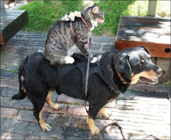 Dogs And Cats Pictures Together