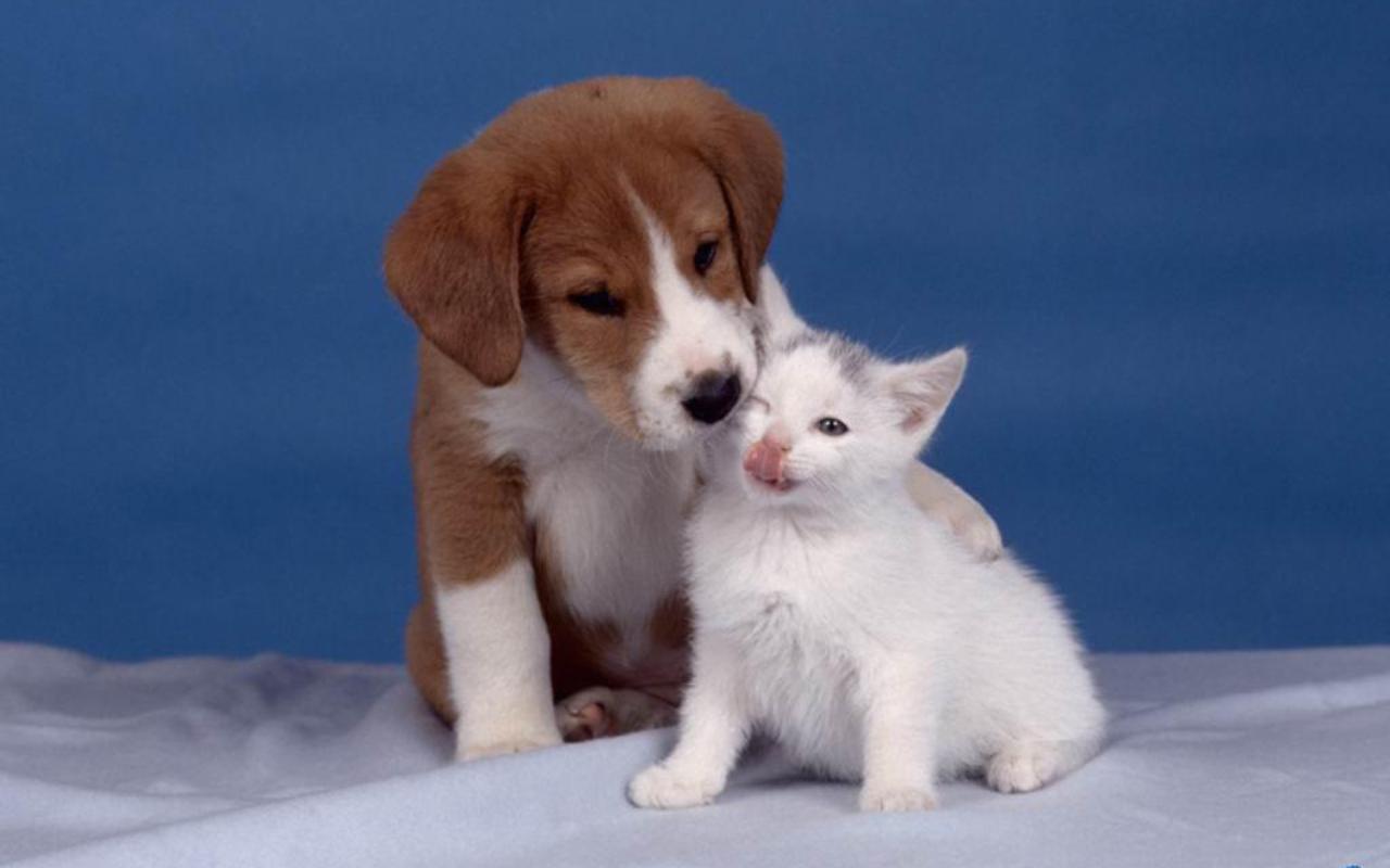 Dogs And Cats Wallpapers