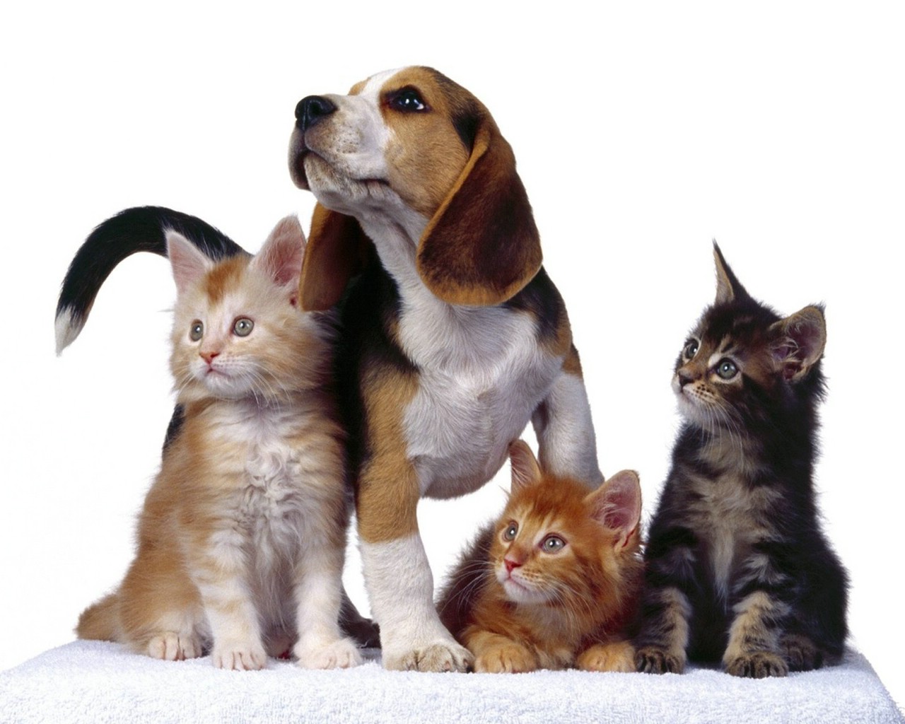 Dogs And Cats Wallpapers