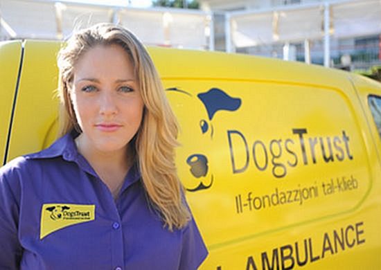 Dogs Trust Puppies For Adoption