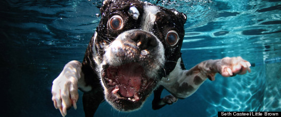 Dogs Underwater Calendar