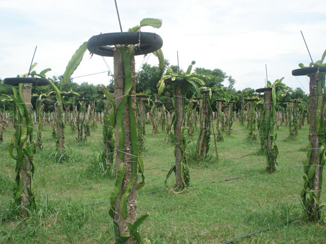 Dragon Fruit Farm In Burgos Ilocos Norte