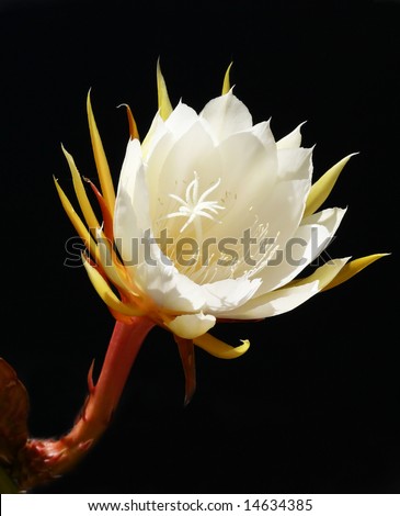 Dragon Fruit Flower Pictures