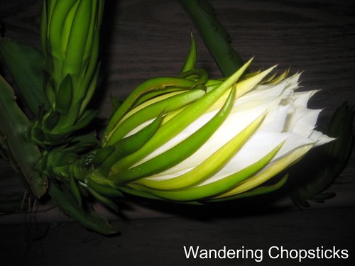 Dragon Fruit Flower Pictures