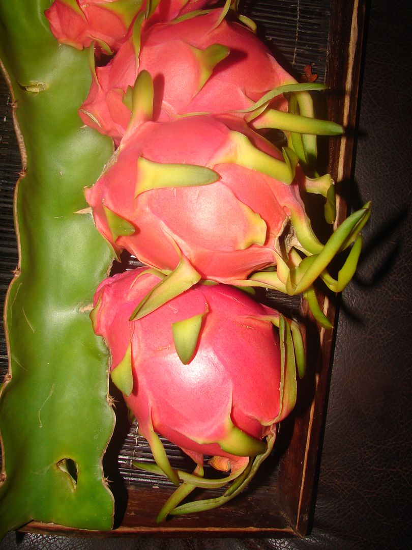 Dragon Fruit Plant From Seed