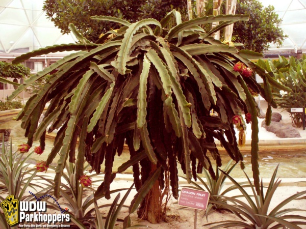 Dragon Fruit Plant From Seed