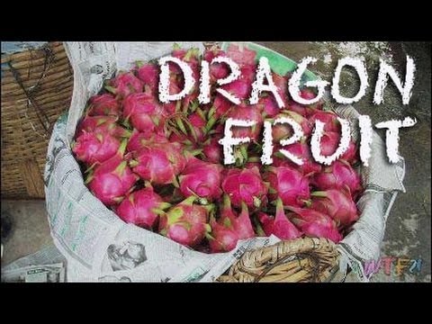 Dragon Fruit Recipes Smoothie