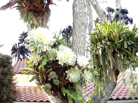 Dragon Fruit Tree For Sale Houston