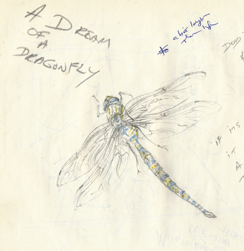 Dragonfly Drawings Free