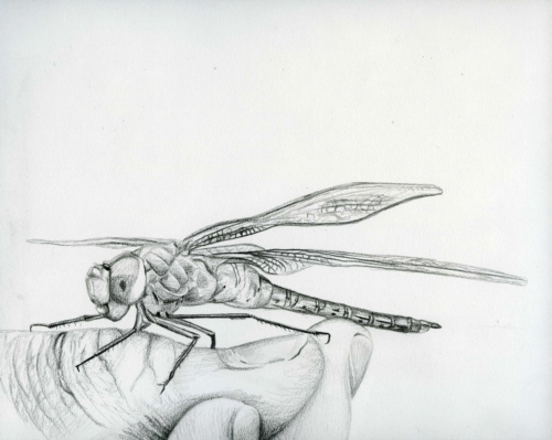 Dragonfly Drawings Free