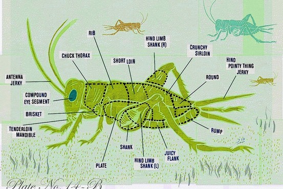 Dragonfly Larvae Classification