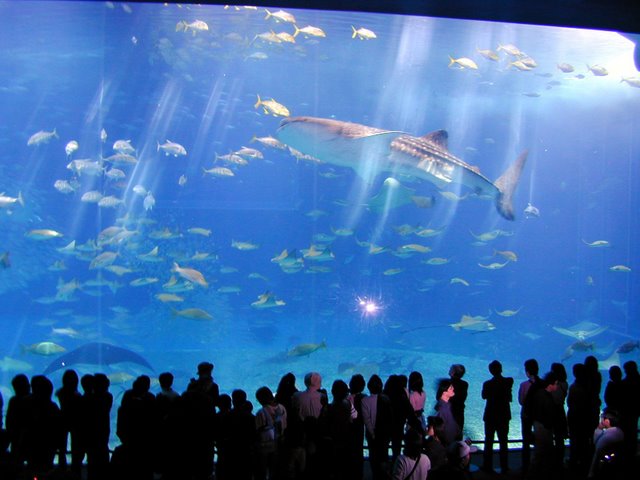 Dubai Mall Aquarium Crack