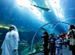 Dubai Mall Aquarium Crack