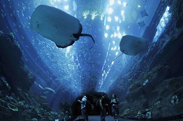 Dubai Mall Aquarium Leak 2012