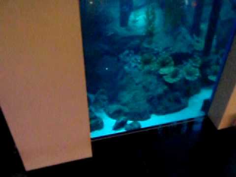 Dubai Mall Aquarium Leak