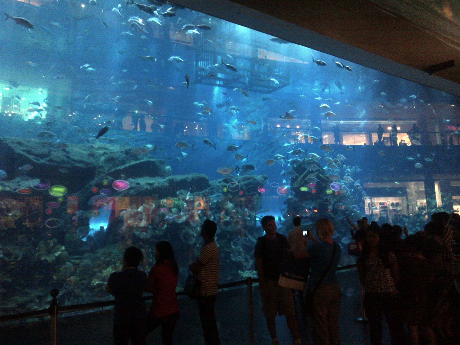 Dubai Mall Aquarium Photo Gallery