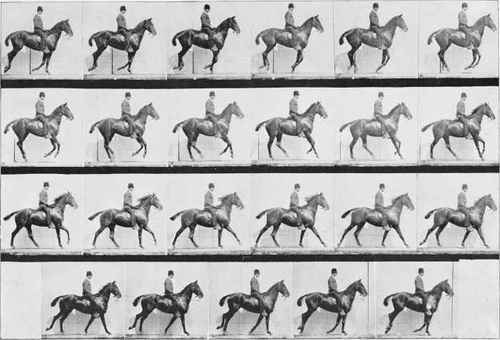 Eadweard Muybridge Horse In Motion