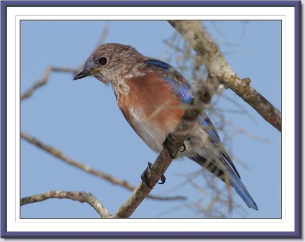 Eastern Bluebird Juvenile