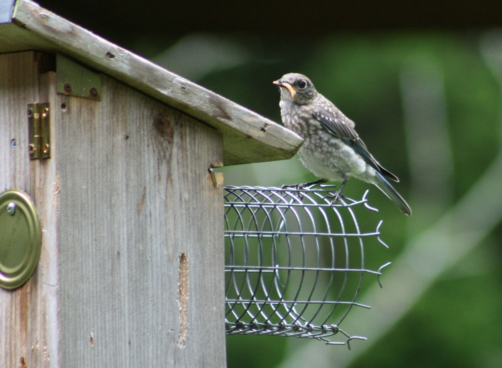 Eastern Bluebird Juvenile