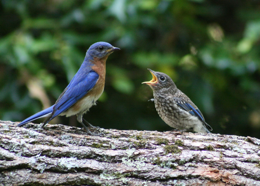 Eastern Bluebird Juvenile