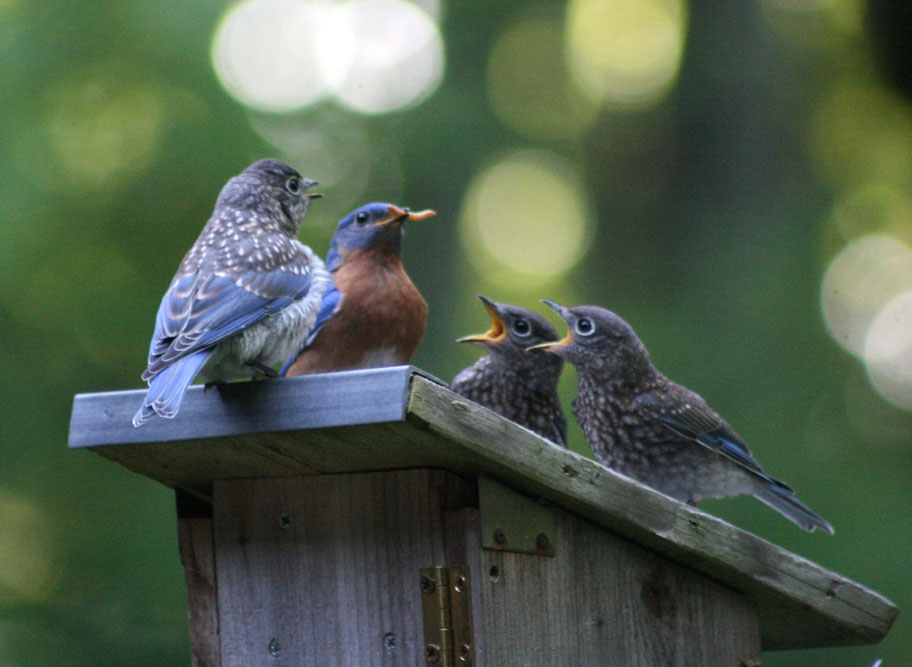 Eastern Bluebird Juvenile