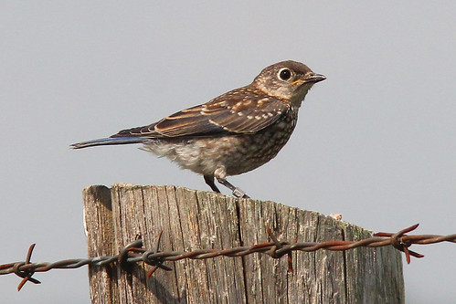 Eastern Bluebird Juvenile